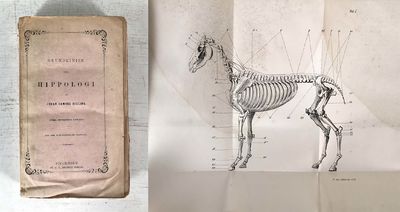Grundlinier till hippologi eller kunskap om…