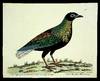 A Hen Pidgeon from the Ninkcombar Islands near Pegu in India FROM A Natural History of Birds: illustrated with a hundred and one copper plates, curiously engraven from the life