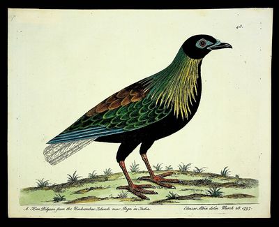 A Hen Pidgeon from the Ninkcombar Islands near Pegu in India FROM A Natural History of Birds: illustrated with a hundred and one copper plates, curiously engraven from the life