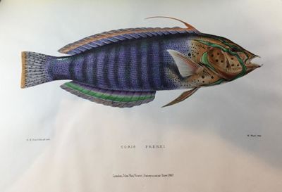 The Fishes of Zanzibar - Acanthopterygii/…