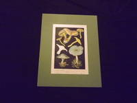 Les Champignons Comestibles…