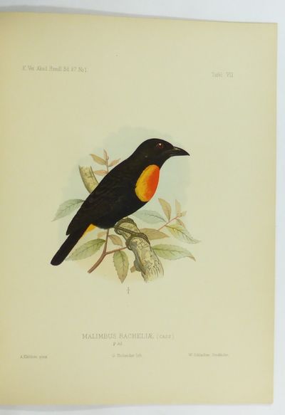 Zur Ornithologie Kameruns, nebst einigen Angaben…