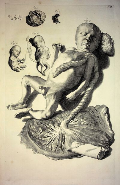 Fetus and Placenta - Plate 57 from Bidloo, Anatomia Humani Corpus
