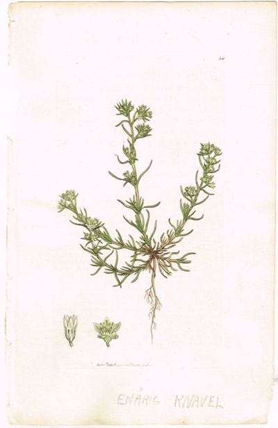 Pl. 351 (Enårig knavel / Scleranthus annuus /…