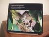 Oh Hummingbirds! Lessons from a Hummingbird Family