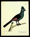 READY TO FRAME. The Crown Bird from Mexico FROM A Natural History of Birds : illustrated with a hundred and one copper plates, curiously engraven from the life