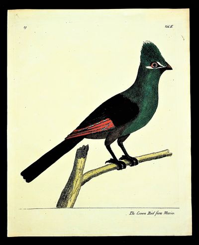READY TO FRAME. The Crown Bird from Mexico FROM A Natural History of Birds : illustrated with a hundred and one copper plates, curiously engraven from the life