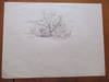 Original Drawing- "Cacti" By Pasquale Giovanni Napolitano (Illustration For "Healing Herbs Of The Upper Rio Grande