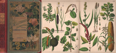 PLANTERIGETS NATURHISTORIE EFTER DET LINNÉSKE…
