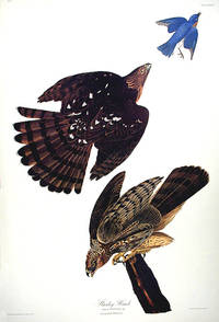 Stanley Hawk. From The Birds of America (Amsterdam Edition)
