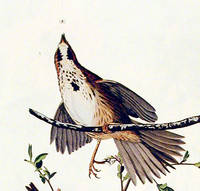 Song Sparrow. From The Birds of America (Amsterdam Edition)