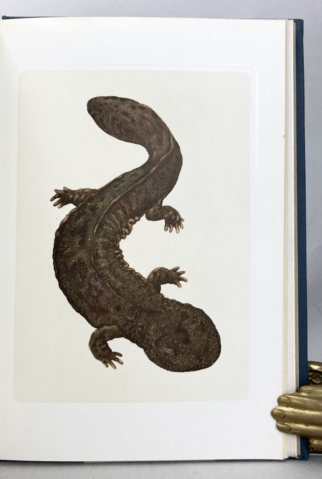 Japanese Tree Frog - Awavi On Flickr — Artificial Plants - Ron Beck Designs, image size:1062x1580