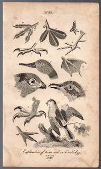 image of An Original 1821 Ornithology Engraving of Various Birds from the British Encyclopedia : or Dictionary of Arts and Sciences by Nicholson, William (1753-1815)