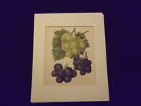 The Fruit Grower's Guide: Grapes.