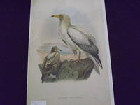 Neophron Percnopterus.
