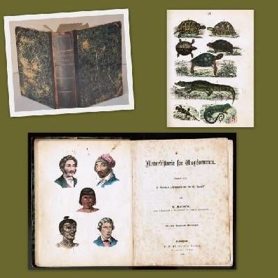 Naturhistorie for Ungdommen. Nærmest efter F.…