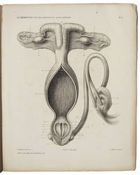 image of OVER HERMAPHRODITUS SPURIUS FEMINUS