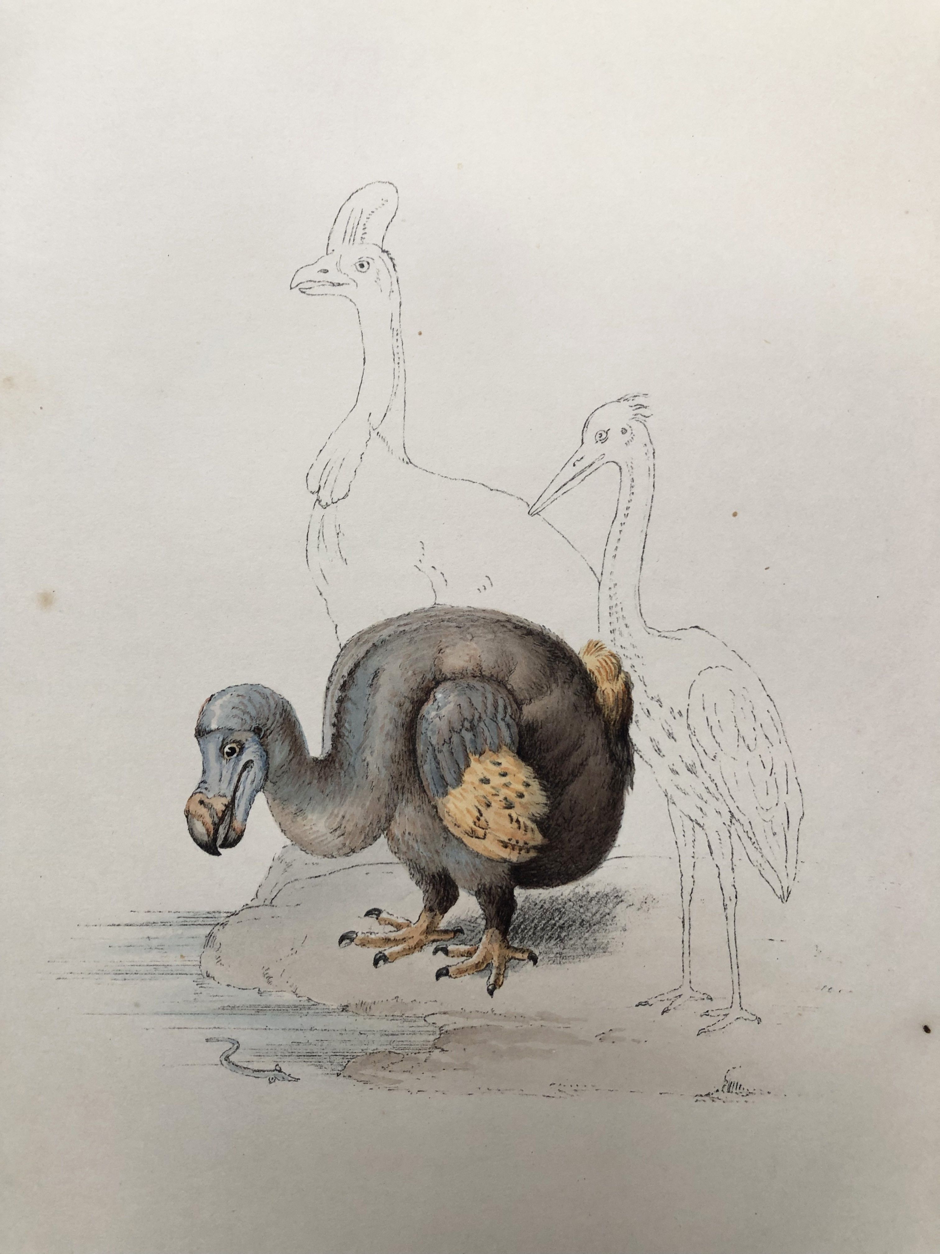 The Dodo and its Kindred by Hugh Edwin Strickland, Alexander