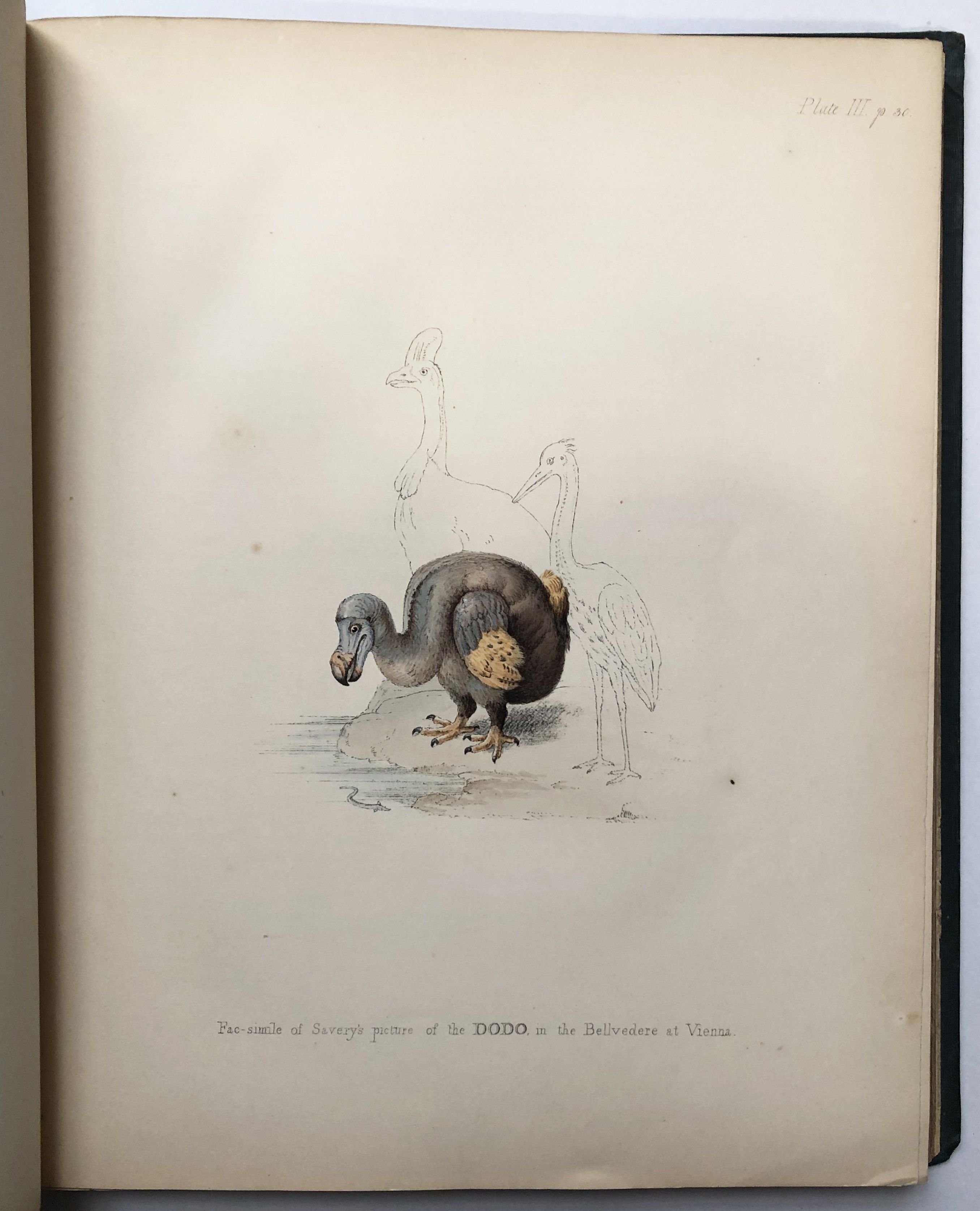 The Dodo and its Kindred by Hugh Edwin Strickland, Alexander