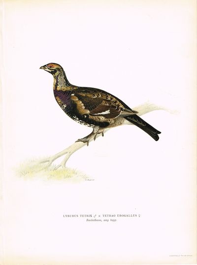 Lyrurus tetrix x Tetrao Urogallus. Rackelhane,…