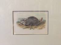 American Badger. Plate XLVII from "Quadrupeds of North America."