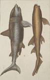 Great Shark and Dotted Shark [perhaps a Whale Shark] print from Œuvres du comte de Lacepède, comprenant l'Histoire Naturelle des Quadrupèdes ovipares, des Serpents, des Poissons et des Cétacés; Count de Lacepède's the Natural History of Oviparous Quadrupeds, Snakes, Fishes and Crustaceans