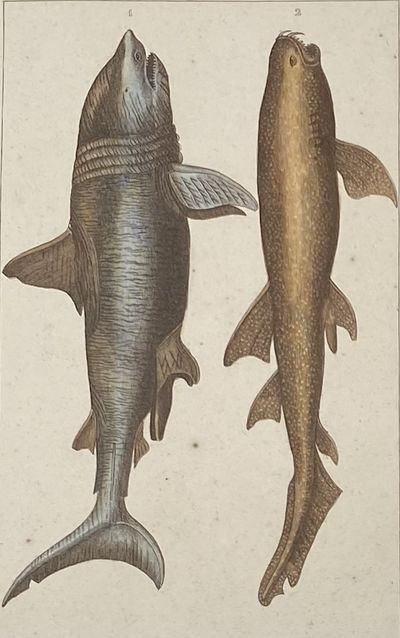 Great Shark and Dotted Shark [perhaps a Whale Shark] print from Œuvres du comte de Lacepède, comprenant l'Histoire Naturelle des Quadrupèdes ovipares, des Serpents, des Poissons et des Cétacés; Count de Lacepède's the Natural History of Oviparous Quadrupeds, Snakes, Fishes and Crustaceans