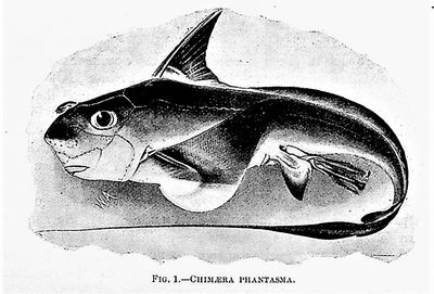 An archive of 49 offprints on the biology and classification of fishes