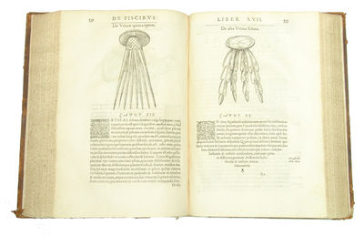 Libri de Piscibus Marinis, in quibus Piscium expressæ sunt. Quæ in tota Piscium historia contineantur, indicat Elenchus pagina nona et decima. Postremò accesserunt Indices necessarij. + Vniuersæ aquatilium Historiæ pars altera, cum veris ipsorum Imagi... (photo 6)