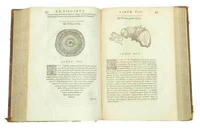 Libri de Piscibus Marinis, in quibus Piscium expressæ sunt. Quæ in tota Piscium historia contineantur, indicat Elenchus pagina nona et decima. Postremò accesserunt Indices necessarij. + Vniuersæ aquatilium Historiæ pars altera, cum veris ipsorum Imagi... (photo 8)