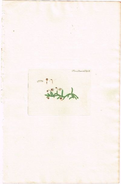 Tab. X. Cassiope hypnoides (Moselyng). Utg. av…