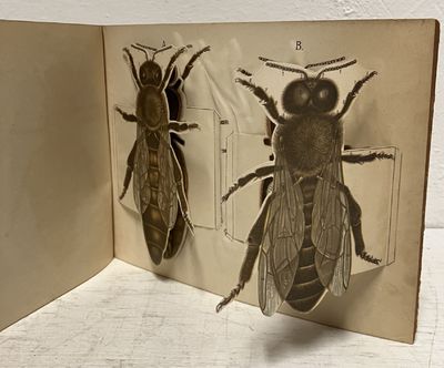 Biet. Kartongbilder över biets yttre och inre…