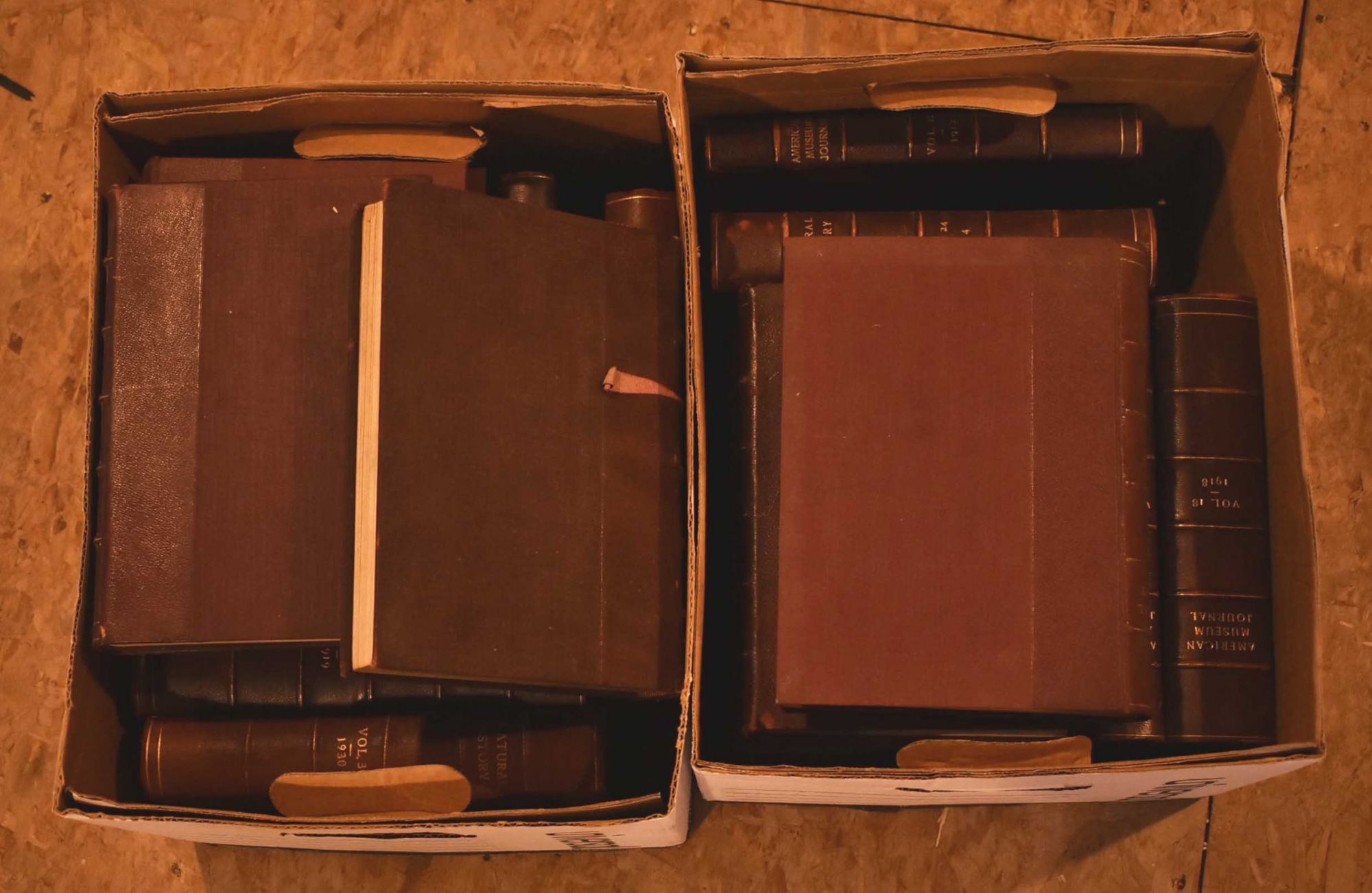 Tha American Museum Journal/Natural History, The J