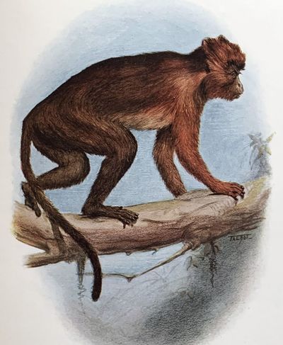 A review of the primates
