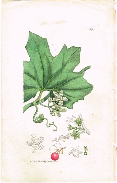 Pl. 439. (Rødgallebær / Red-berried Bryony). Fra…