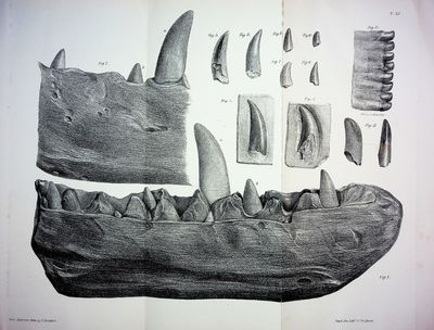 Palaeontographical Society Monographs (London), Volumes 1 - 24