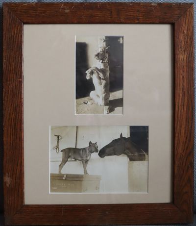 Framed Two Photographs of a Cute Staffordshire Terrier, One with an Equine Friend, One, Wearing a Straw Party Hat while Sitting Upright
