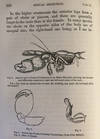 “Sexual selection in relation to monkeys.” In Nature, Volume VX, November 1876 to April 1877, pp. 18-19