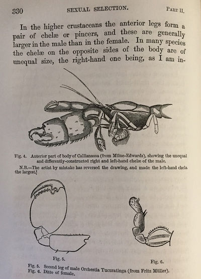 “Sexual selection in relation to monkeys.” In Nature, Volume VX, November 1876 to April 1877, pp. 18-19