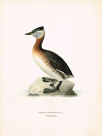 Podiceps griseigena. Gråhakedopping…