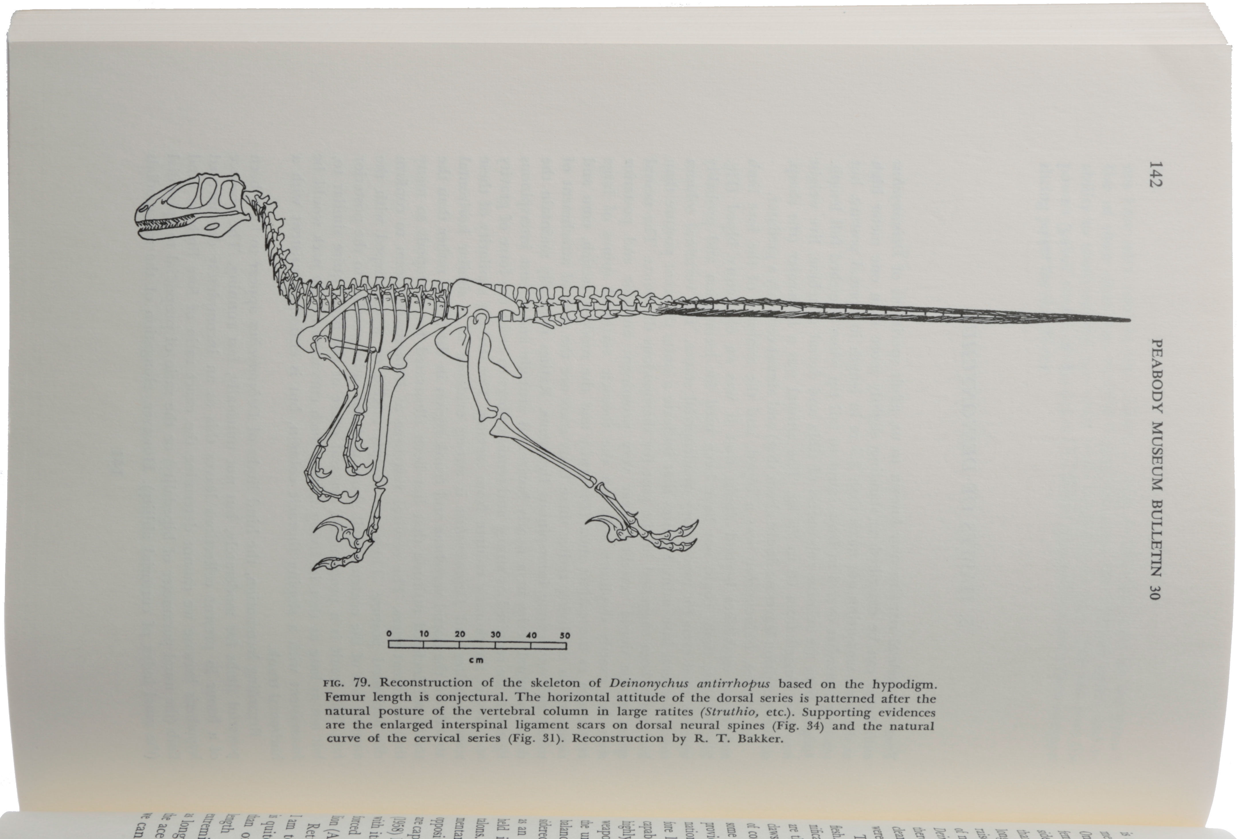 Bulletin. Natural history; Natuurlijke historie. OSTEOLOGY OF DEINONYCHUS  ANTIRRHOPUS 15 sociated with either individual, were a left ectopterygoid  and a right pterygoid (YPM 5233) and a fragmentary left pterygoid (YPM  5239).