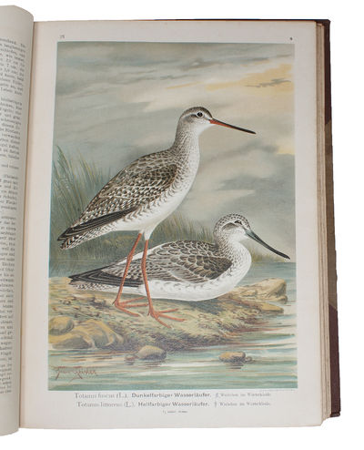 Naturgeschichte der Vögel Mitteleuropas.…