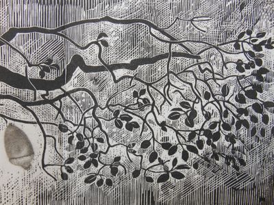 Quercus