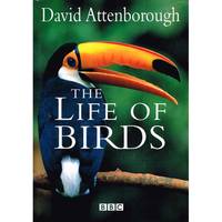 The Life of Birds