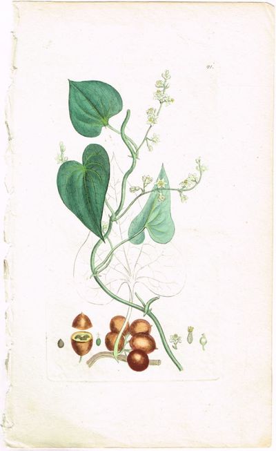 Pl. 91. (Tamus / Black Bryony). Fra verket…