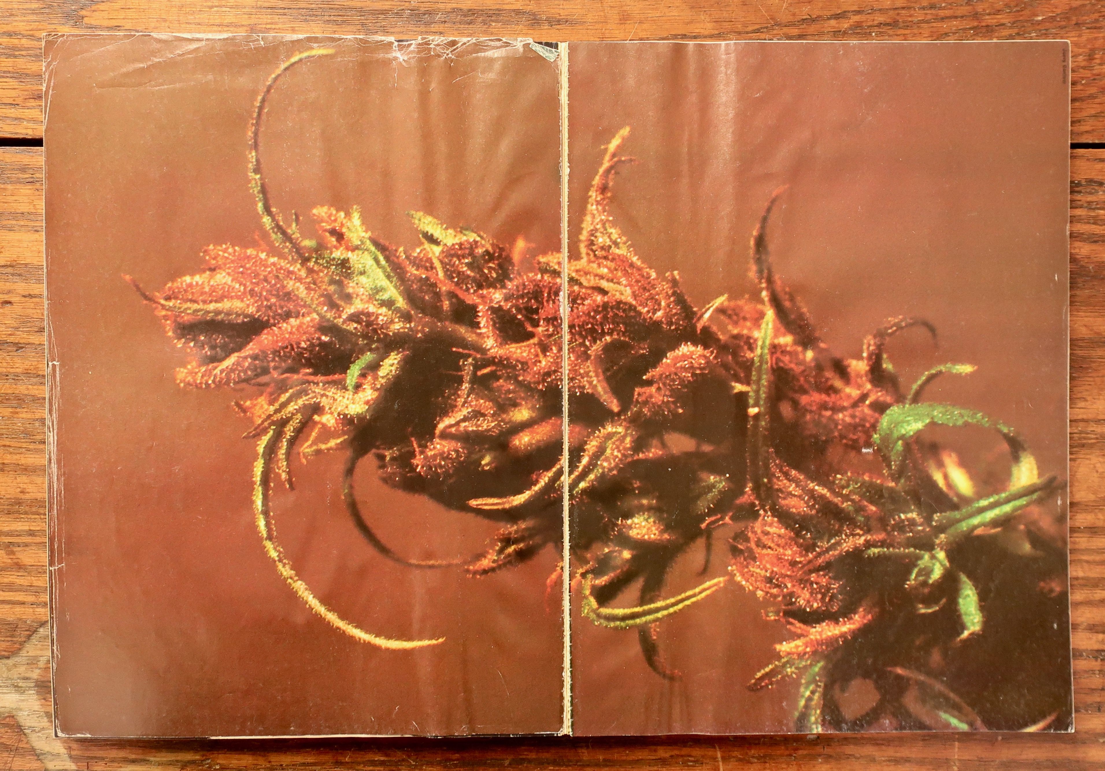 HIGH TIMES ENCYCLOPEDIA OF RECREATIONAL DRUGS by various