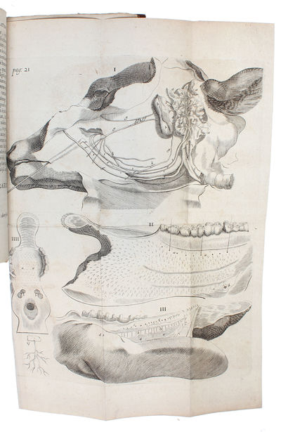 Observationes Anatomicae. - [THE FOUNDATION OF THE STUDY OF GLANDS AS A SCIENCE] (photo 2)