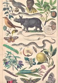 Håndkoloreret planche nr. 18