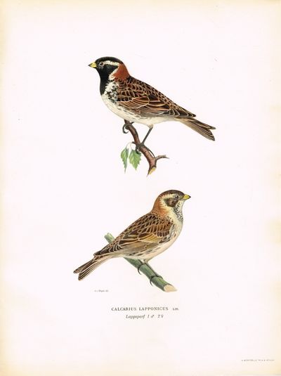 Calcarius Lapponicus. Lappsparf. (Lappspurv). Fra…
