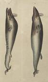 Finback Whale print from Œuvres du comte de Lacepède, comprenant l'Histoire Naturelle des Quadrupèdes ovipares, des Serpents, des Poissons et des Cétacés; Count de Lacepède's the Natural History of Oviparous Quadrupeds, Snakes, Fishes and Crustaceans